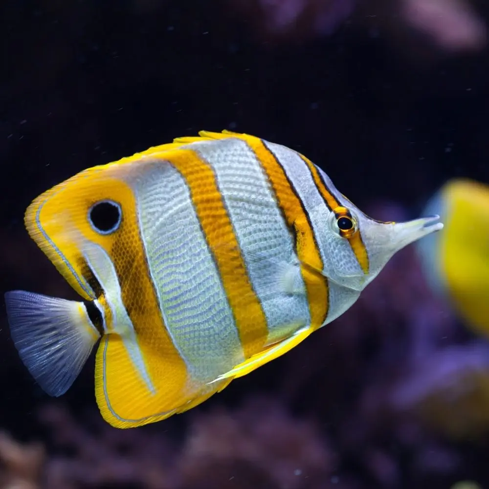 Tehli̇keli̇ Ve Çok Tehli̇keli̇ İşlerde Su Ürünleri̇ni̇n Üreti̇mi̇ Ve İşlenmesi̇ Eği̇ti̇mi̇ Yetkinlik ve Kariyer Eğitimi